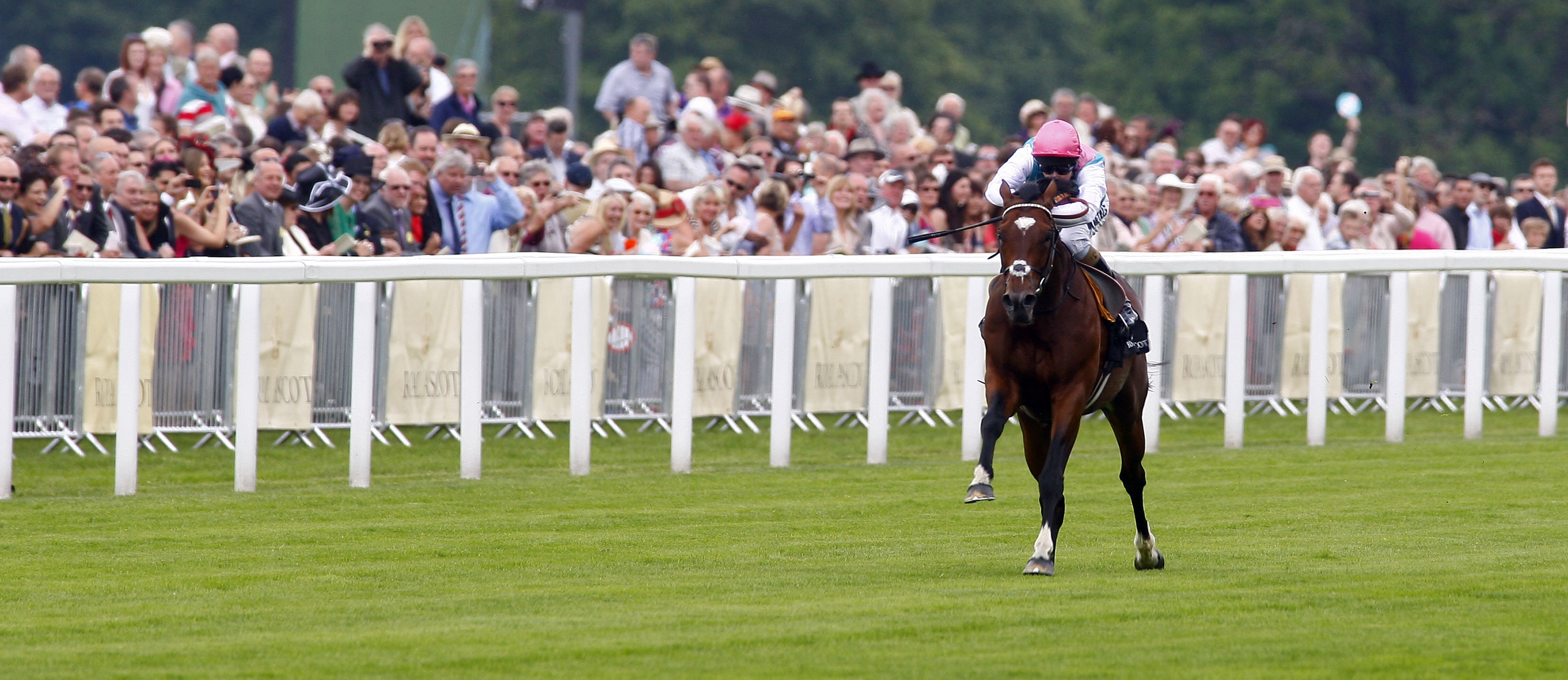Frankel at Royal Ascot: ‘Possibly the most awesome performance I had seen on a racecourse in my life,’ says Peter Moody. Photo: Dan Abraham / focusonracing.com