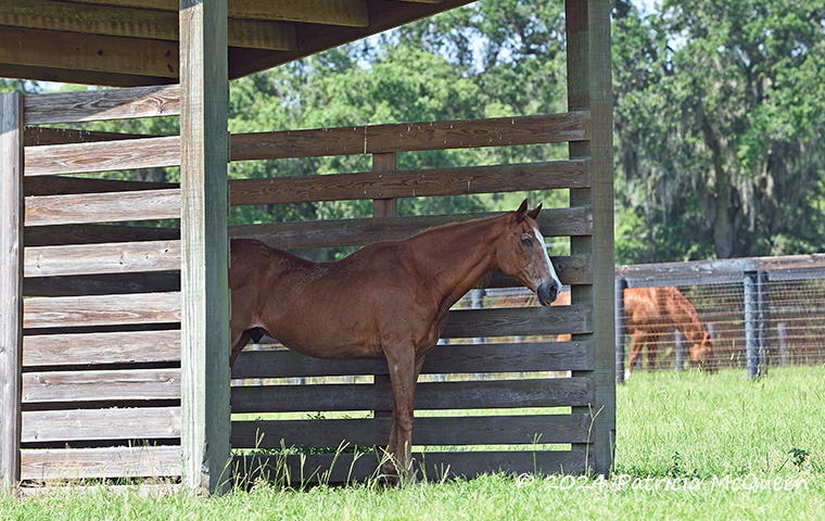 Last of the family line: Maritime Traveler, now 34, at Bridlewood Farm in Ocala. Photo: Patricia McQueen