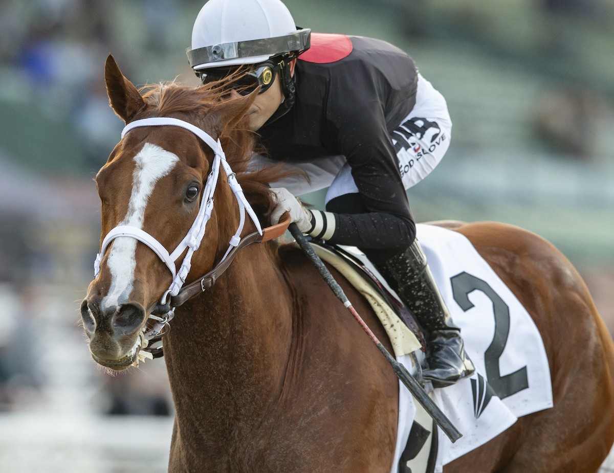 The Chosen Vron commenced his six-year-old campaign cruising to an easy score in the California Cup Sprint. (Benoit Photo)