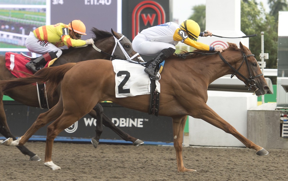 Perfect Lady Bee scores by three-quarters of a length at Woodbine. Photo: Michael Burns Photography