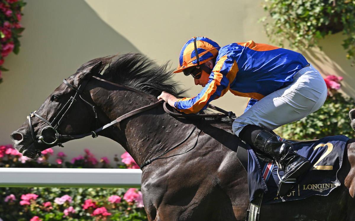 Auguste Rodin (Ryan Moore) becomes Aidan O’Brien’s 400th G1 winner on the Flat at Royal Ascot. Photo: Francesca Altoft / focusonracing.com