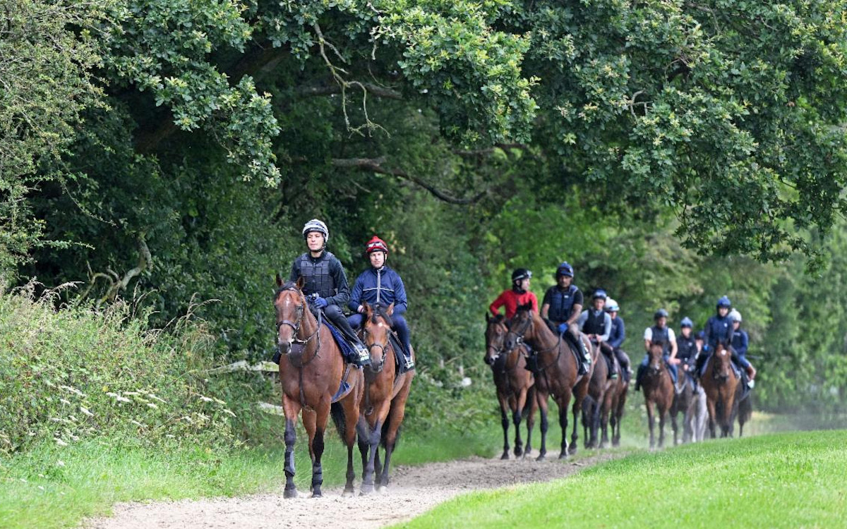 Ready to roar: Sussex Stakes favourite Rosallion leads the Richard Hannon string. Photo: Francesca Altoft