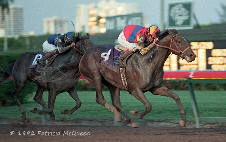 A.P. Indy: out of a Secretariat mare, he joined his grandsire in Hall of Fame in 2000. Photo: Patricia McQueen