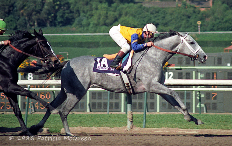 Lady’s Secret: Horse of the Year campaign in 1986 campaign culminated in Breeders’ Cup victory. Photo: Patricia McQueen