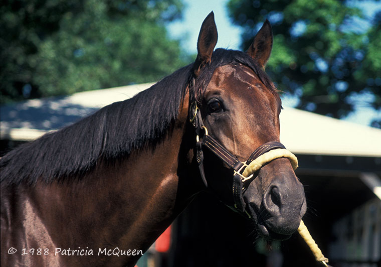 Hall of Fame claims: Risen Star, by Secretariat, won the Belmont Stakes by 14¾ lengths. Photo: Patricia McQueen