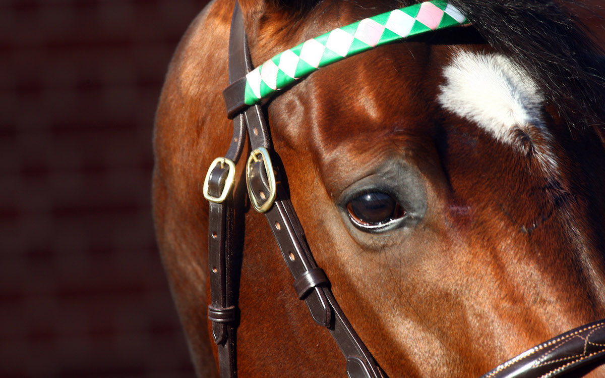 World #1: Frankel leads the way among all sires worldwide. Photo Dan Abraham / focusonracing.com