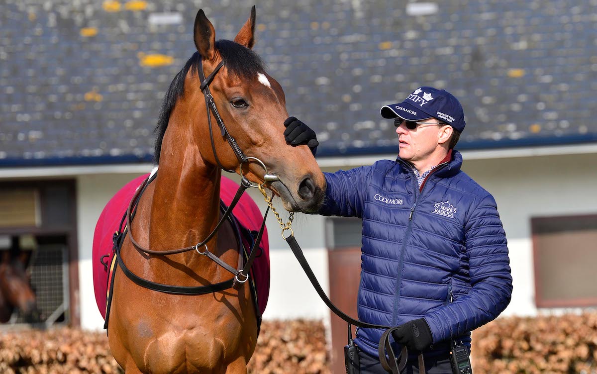 Favourite racehorse: Luxembourg with Aidan O’Brien at Ballydoyle. Photo: Healy / focusonracing.com