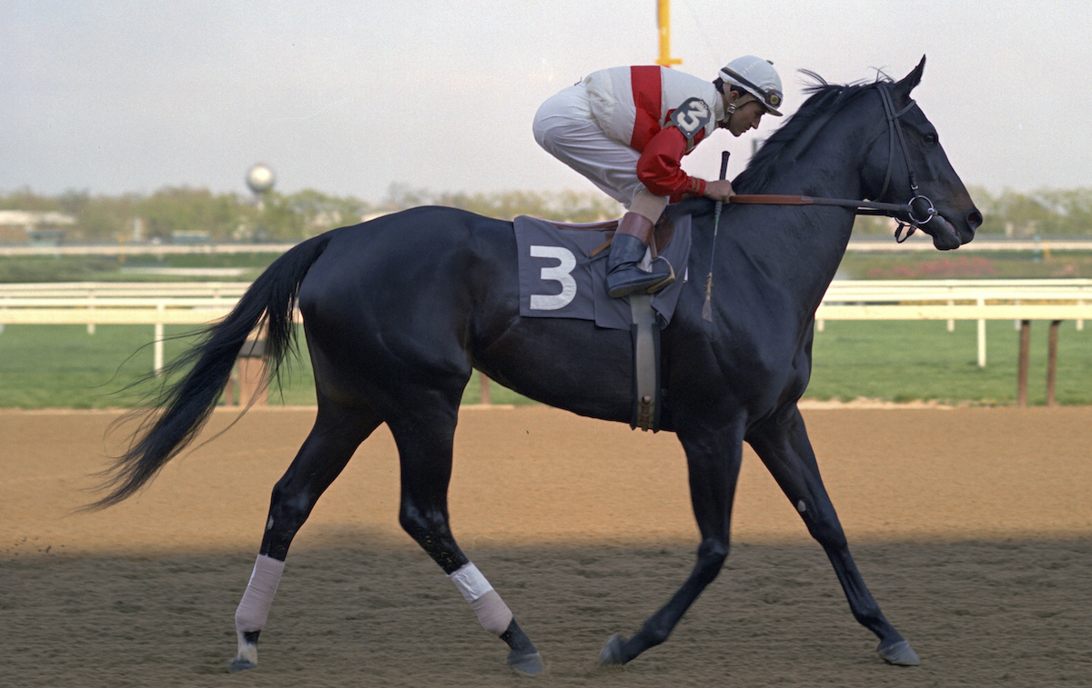 The real Ruffian – magnificent. Photo: NYRA