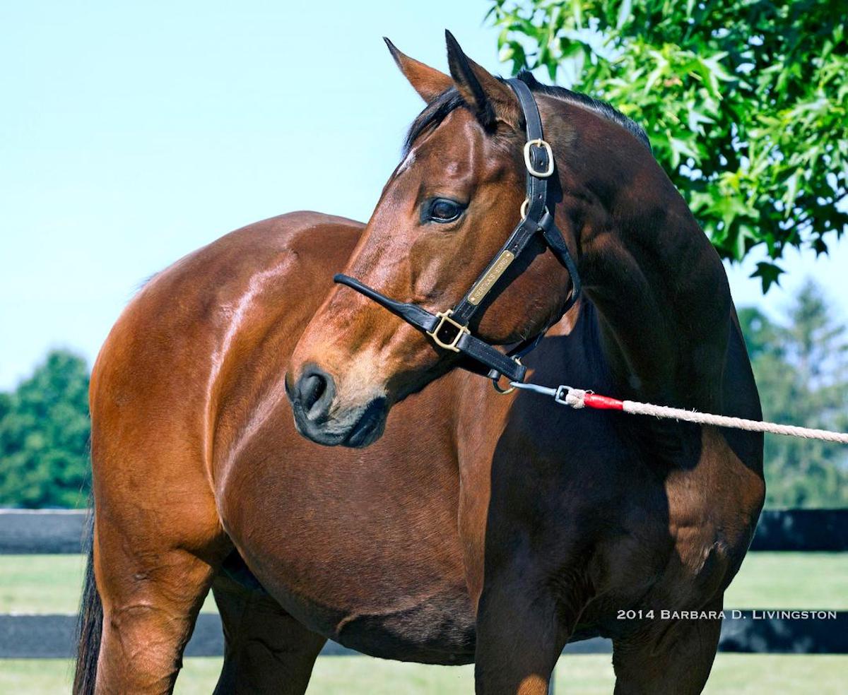 Tough and regal: Serena's Song strikes a pose at her Denali Stud home. (Barbara Livingston photo)