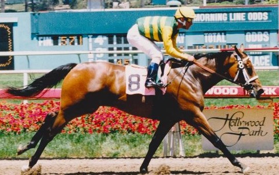 A 10-length maiden win marked the beginning of the Serena's Song saga. (Hollywood Park/Stidham Photo, provided by Edward Kip Hannan & Roberta Weiser)