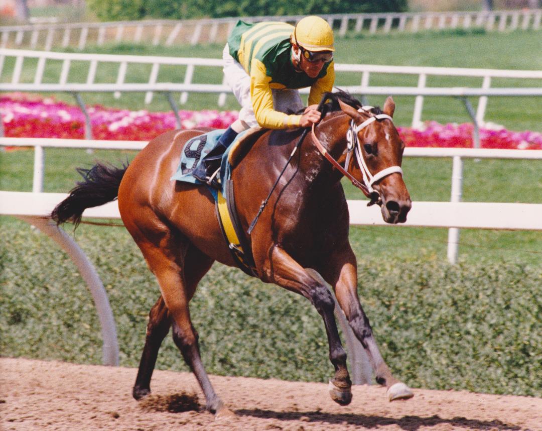 The Landaluce at Hollywood is the first of 17 stakes victories for Serena's Song. (Hollywood Park/Stidham Photo, provided by Edward Kip Hannan & Roberta Weiser)