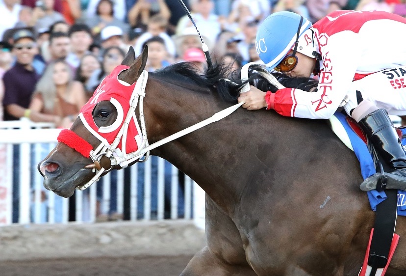 Hezgothelook Z: first Quarter Horse Triple Crown winner since 1981. Photo: AQHA / Coady