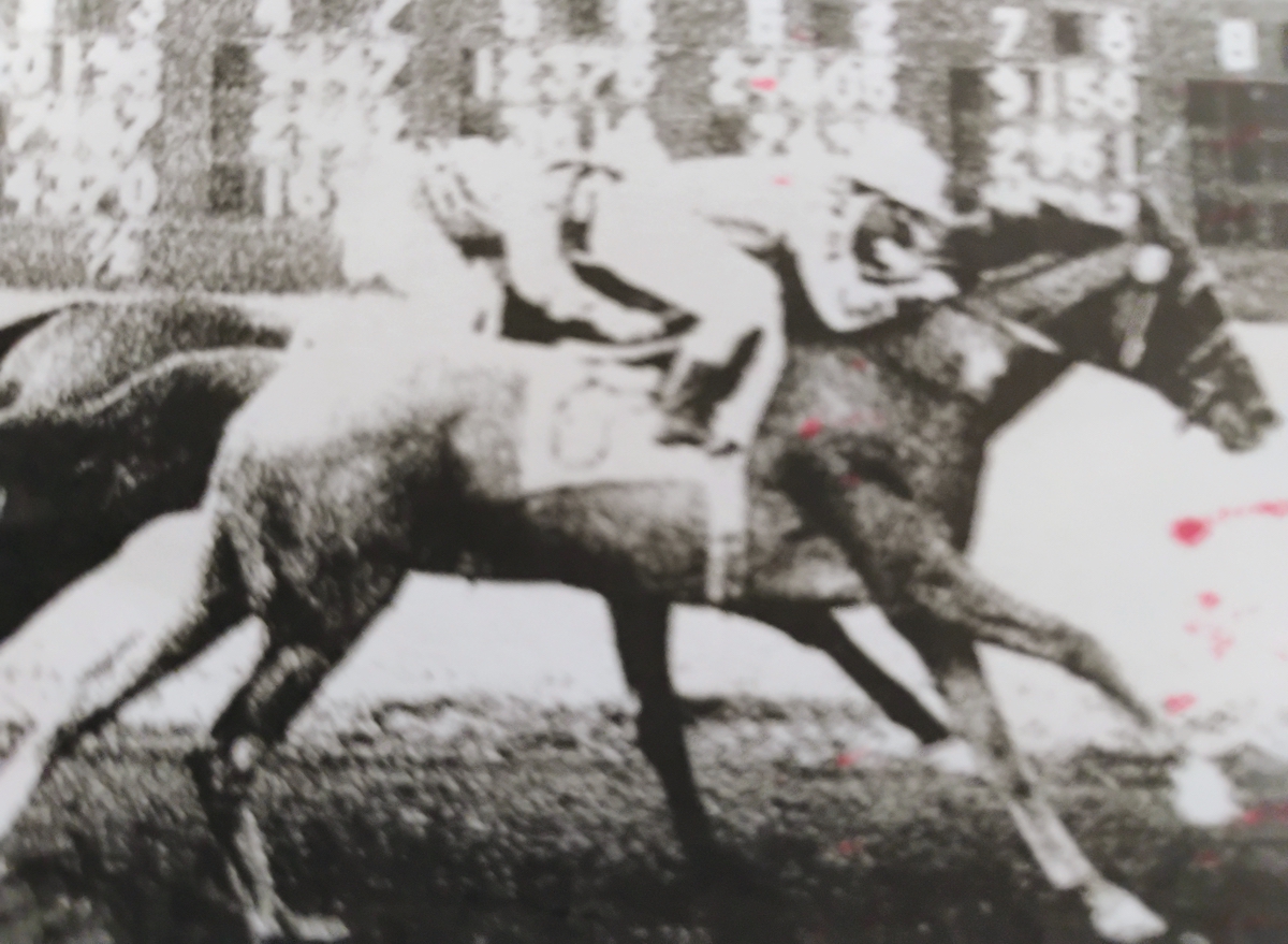 Bill Shoemaker winning with Breezing Bebe, his sixth winner of the day at Del Mar on September 4, 1954