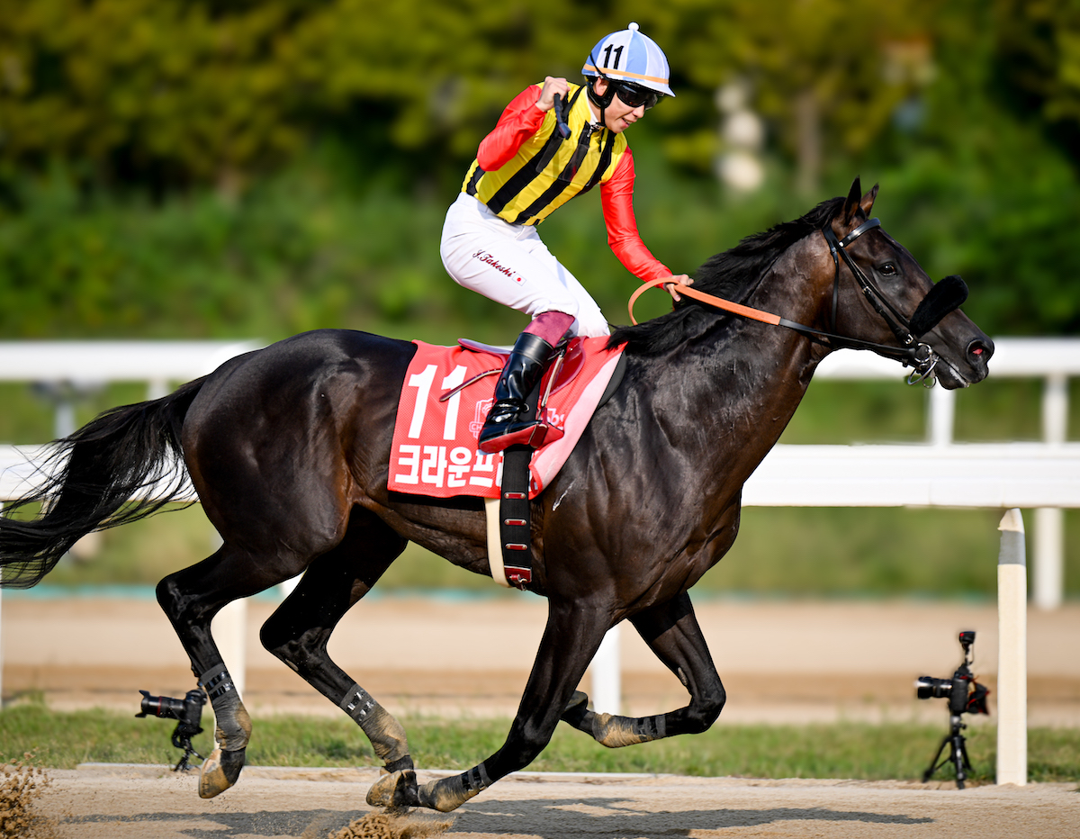 Japanese-trained Crown Pride defends his title in the Korea Cup. Photo: Eclipse Sportswire