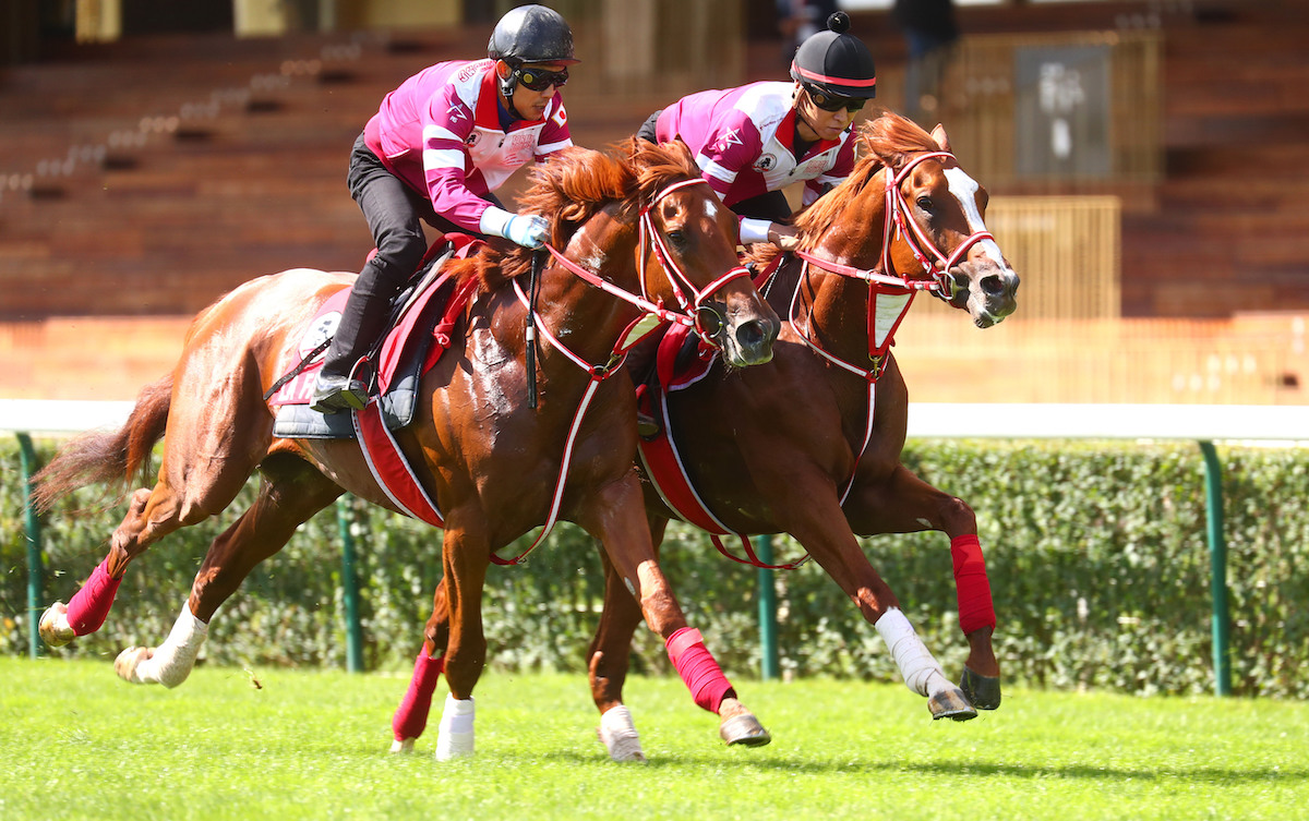 Shin Emperor (far side) in a racecourse gallop at ParisLongchamp. Photo: France Galop / Scoopdyga