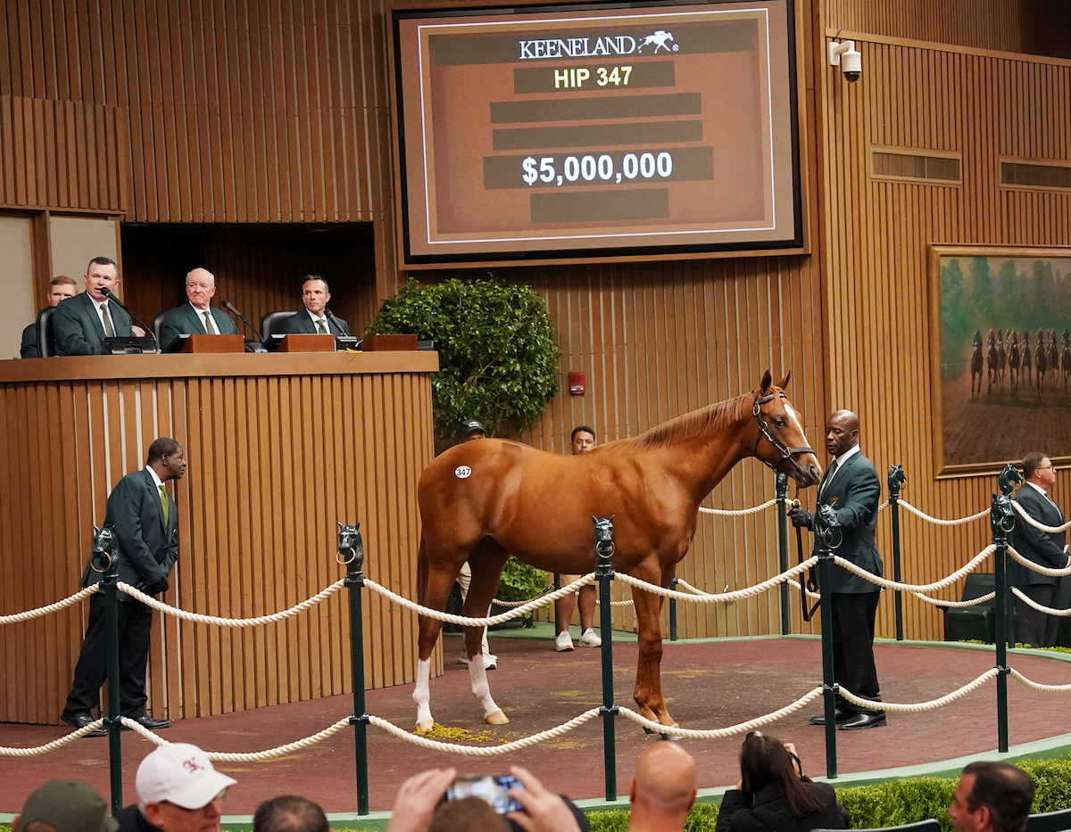 Sales topper: Hip 347, the $5m Curlin colt who topped Tuesday session. Photo: Keeneland