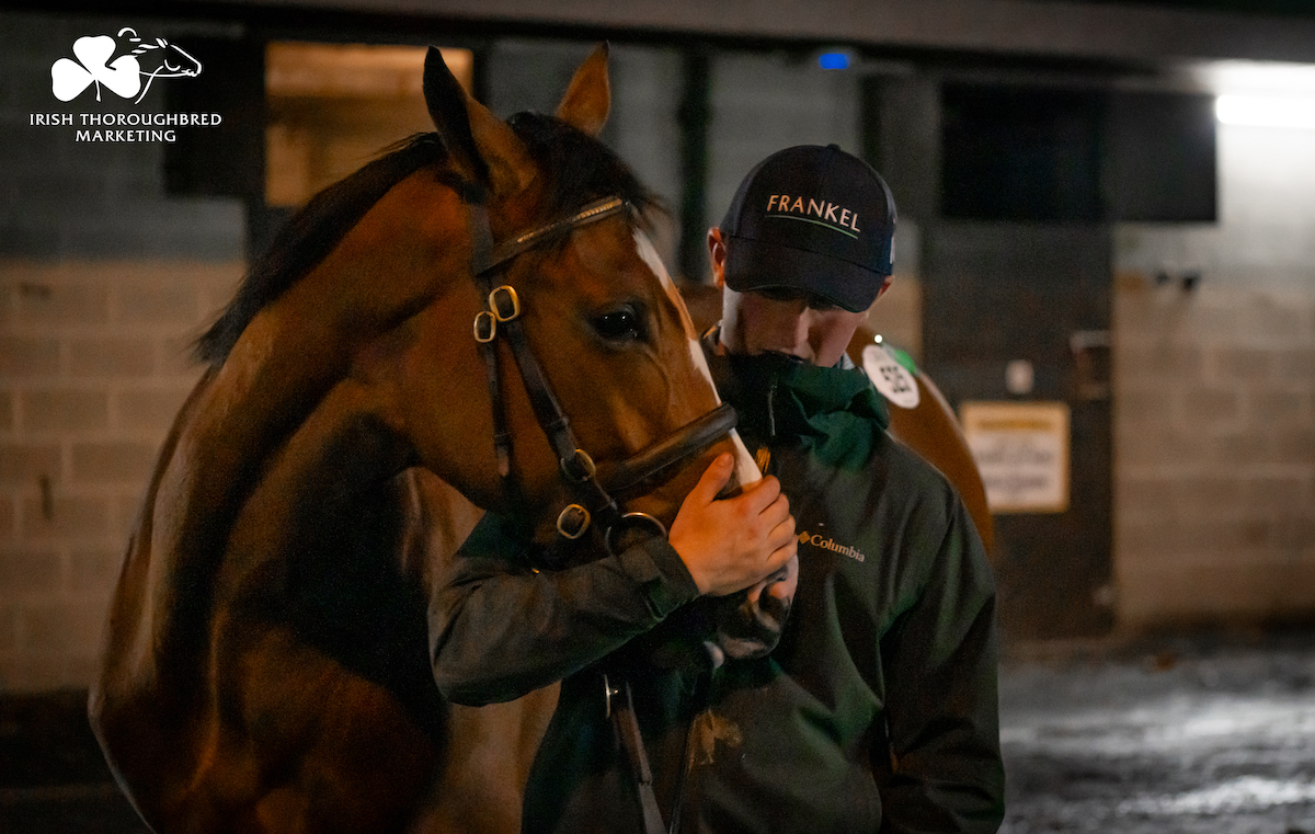 Sales topper: this Frankel filly, consigned by Camas Park Stud, was knocked down to MV Magnier for €1.85m at last year’s Goffs Orby Sale. Photo: ITM