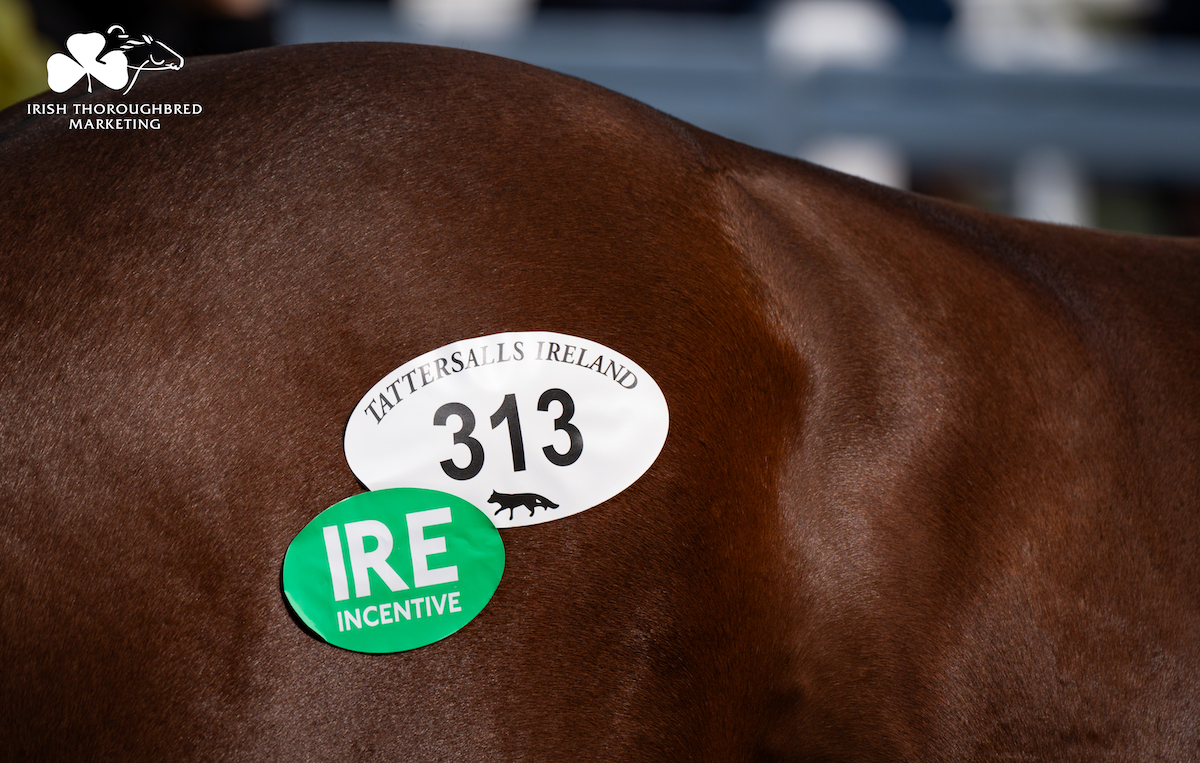 Eligible bonus: Lot 313 displays the ITM IRE Incentive Scheme hip sticker at Tattersalls Ireland. Photo: ITM