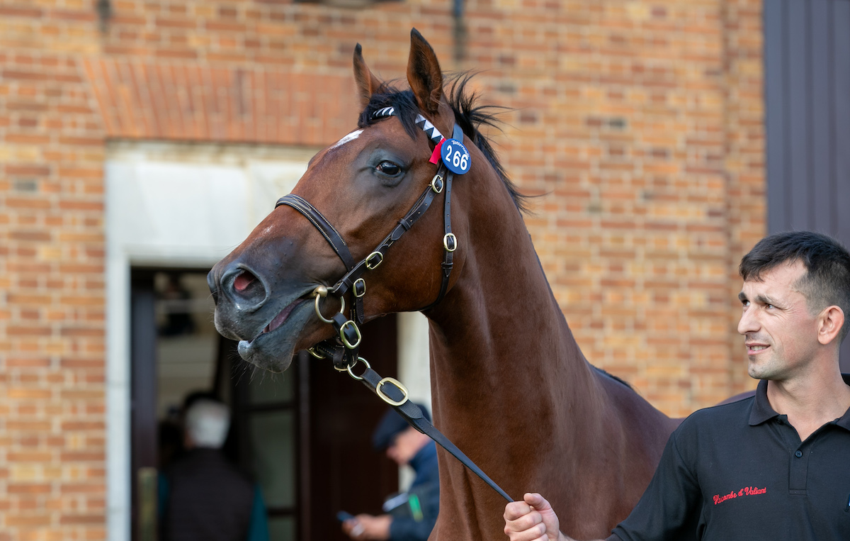 Galveston: a son of Frankel bought by Coolmore at last year's sale for 2m guineas. Photo: Tattersalls