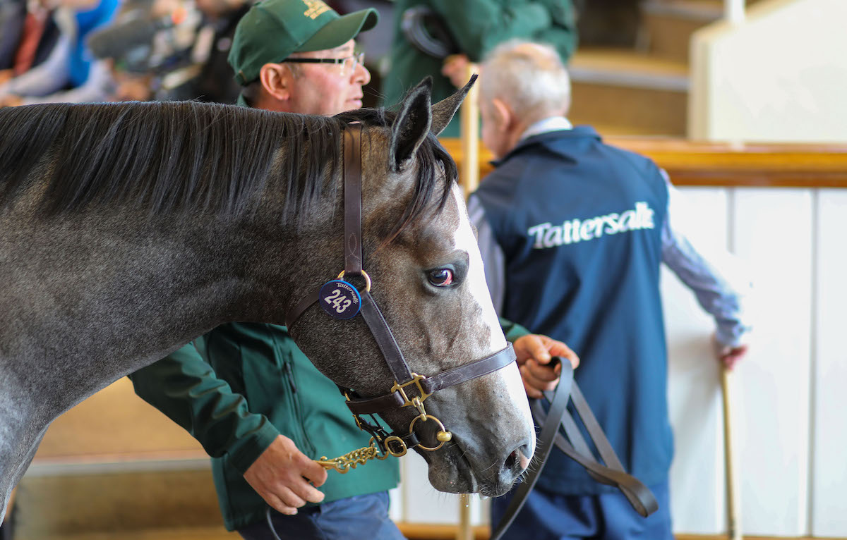 Symbol Of Honour: a Havana Grey colt who cost Godolphin 600,000gns at last year's sale. Photo: Tattersalls