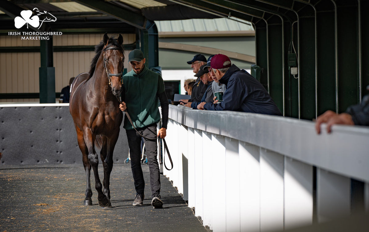 A typical scene at the Goffs Orby Sale. Photo: ITM