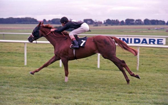 First Classic: Eurobird (Cash Asmussen) wins the Irish St Leger in 1987