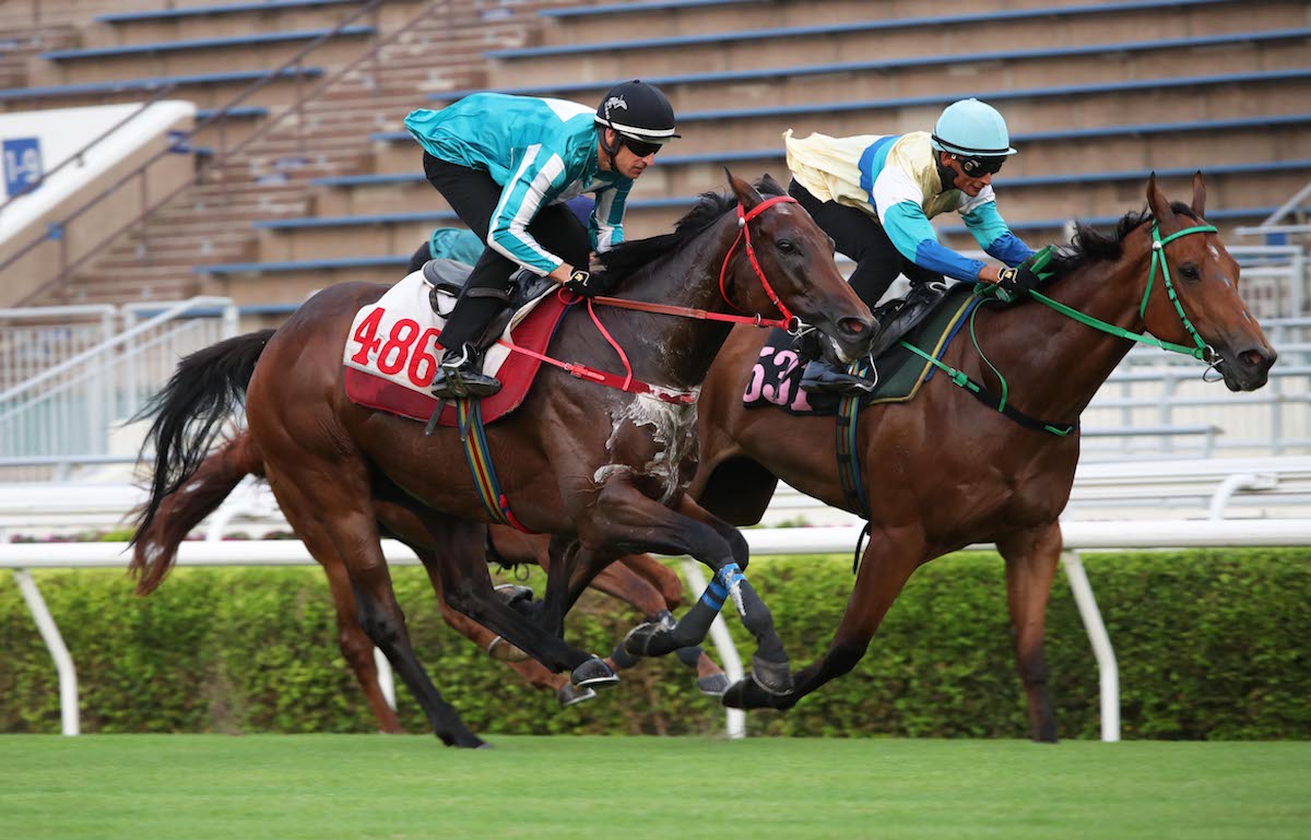 Romantic Warrior (near side) in action this week at a barrier trial at Sha Tin. Photo: HKJC