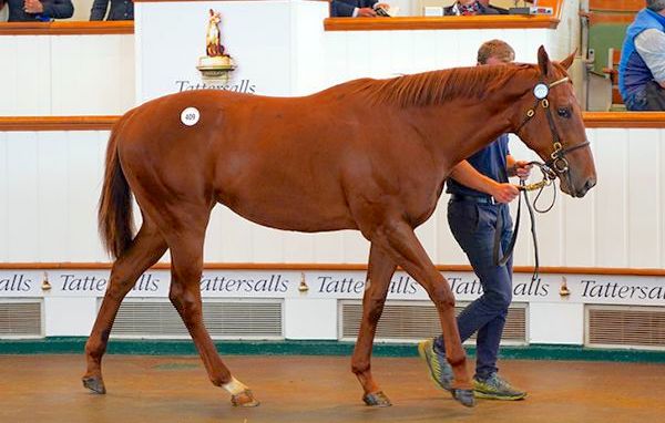 Jaliyah, an 80,000gns filly who broke her maiden at Cork to claim a £25,000 Book 1 Bonus for connections. Photo: Tattersalls