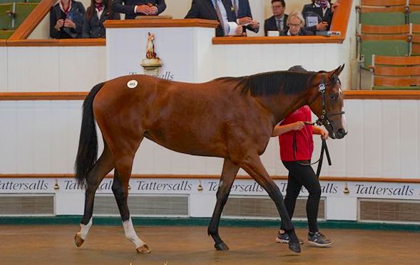 Kiss Me My Love, a bargain buy at 30,000gns for the Johnston team, won a Book 1 Bonus at Carlisle in June. Photo: Tattersalls