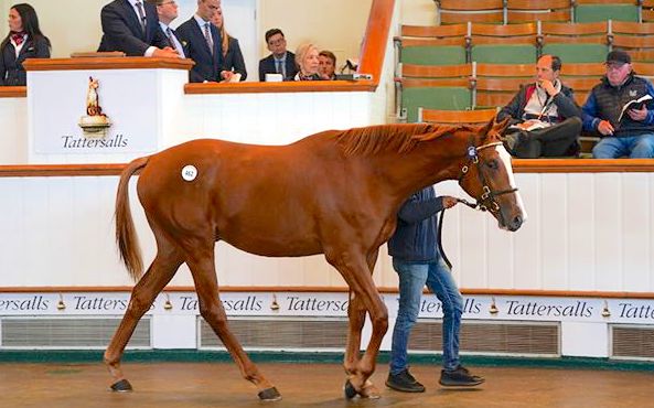 Tilted Kilt, knocked down for 27,000gns at the October Sale in 2023, won a £25,000 Tattersalls Book 1 Bonus at Kempton on debut in June. Photo: Tattersalls