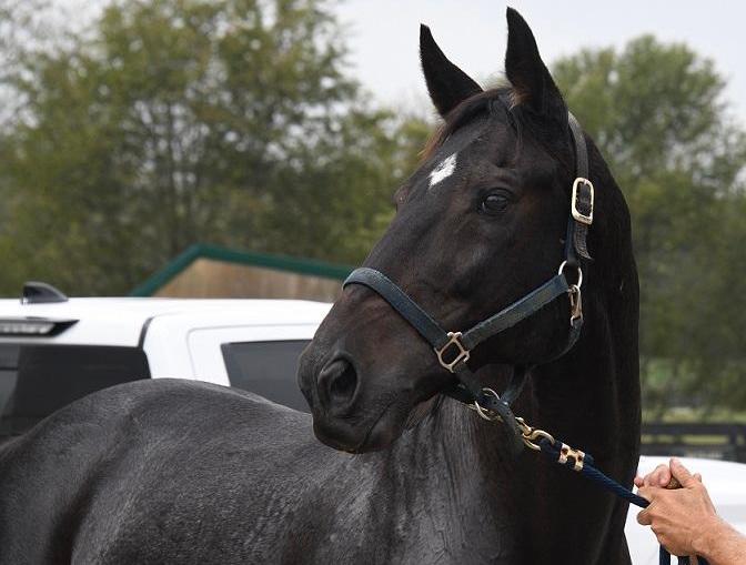 Cozmic One arrives at Old Friends to enjoy his retirement. Photo: Laura Battles / Old Friends