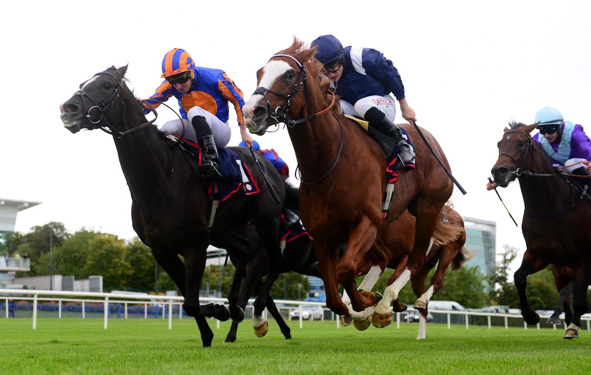 Will to win: Economics (blue cap, near side) beats Auguste Rodin at Leopardstown. Photo: Healy Racing / focusonracing.com