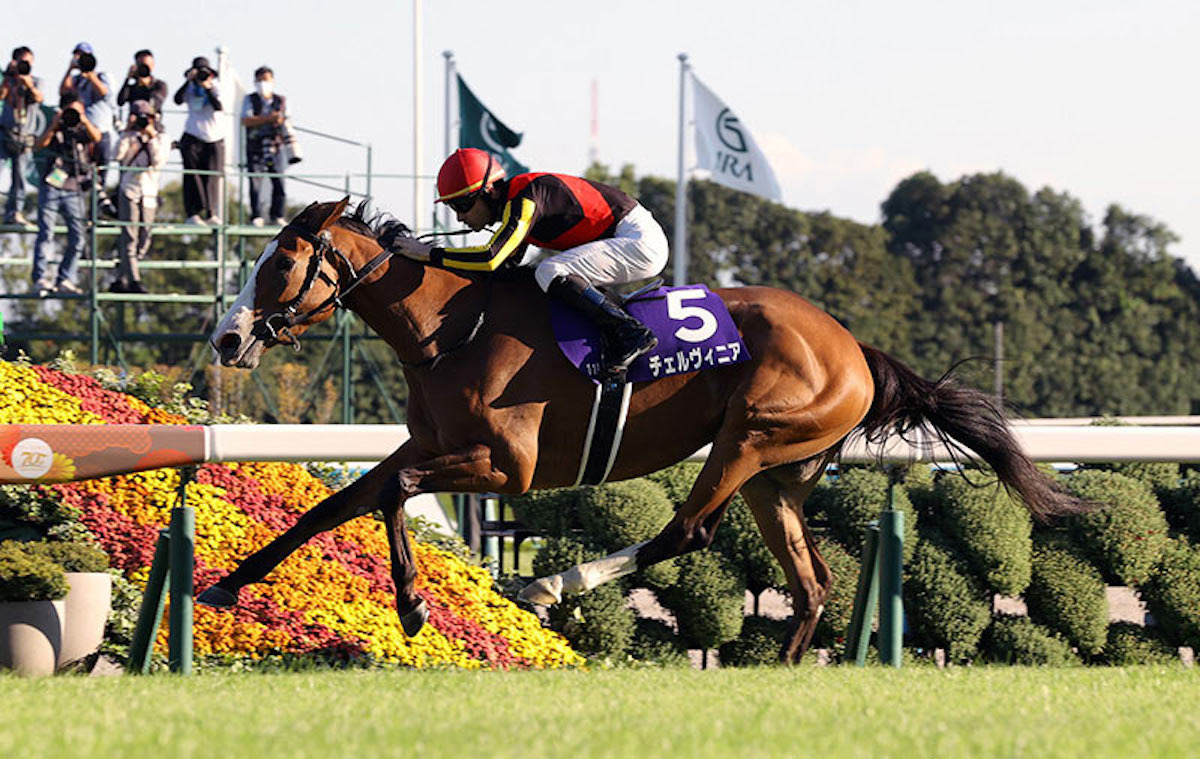 Cervinia: set for Japan Cup after winning Shuka Sho (fillies’ St Leger). Photo: JRA