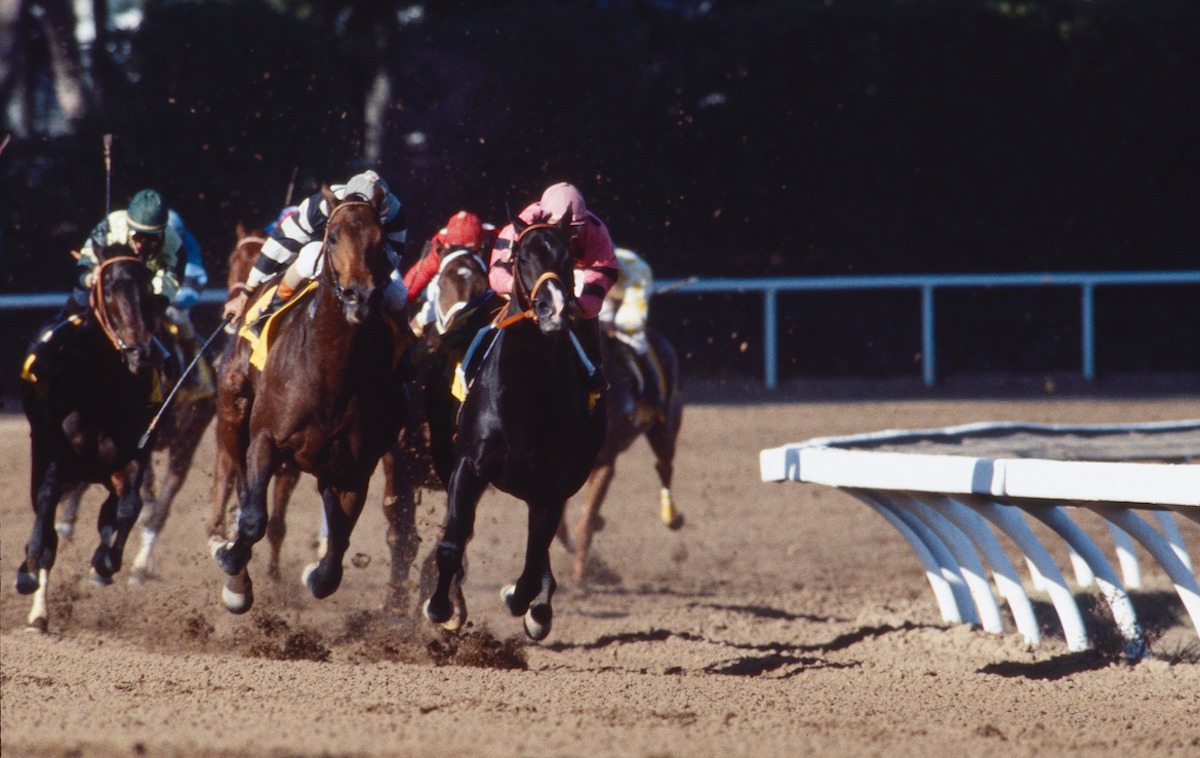 Looming presence: Classic favorite Slew o’Gold (Angel Cordero) challenges Wild Again as they enter the stretch. Photo: Breeders’ Cup