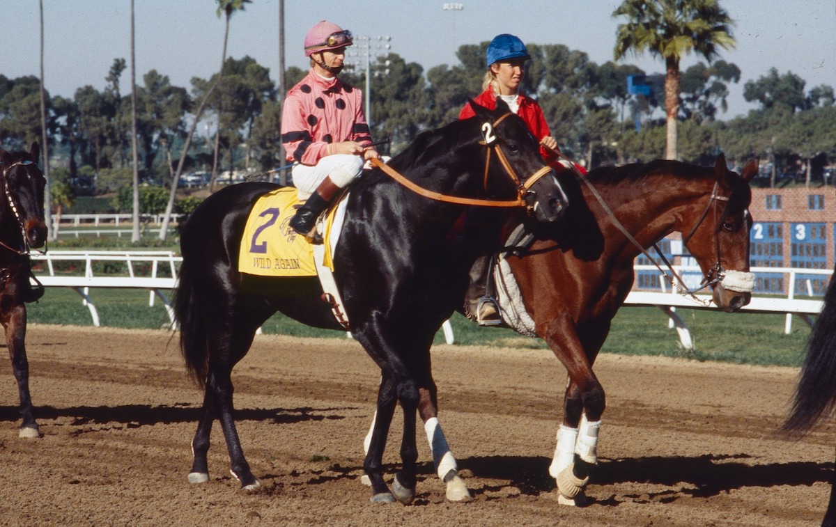 Before the storm: 31-1 shot Wild Again and jockey Pat Day in the post-parade at Hollywood Park. Photo: Breeders’ Cup