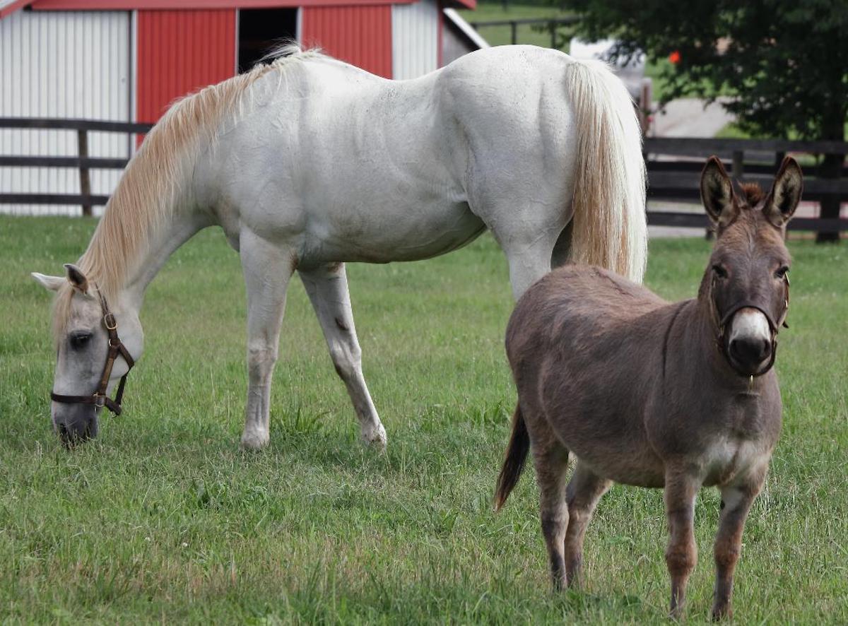 Alphabet Soup and best friend Gorgeous George in repose at Old Friends. Photo: Mary E. Greene