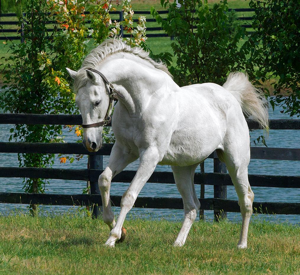 Alphabet Soup in retirement at Old Friends Equine in Kentucky. Photo: Barbara Livingston