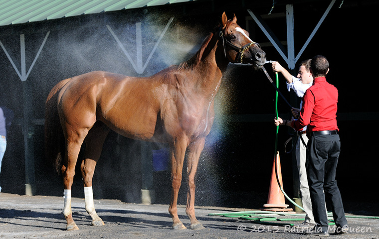 Wise Dan after winning the 2013 Fourstardave at Saratoga. Photo: Patricia McQueen