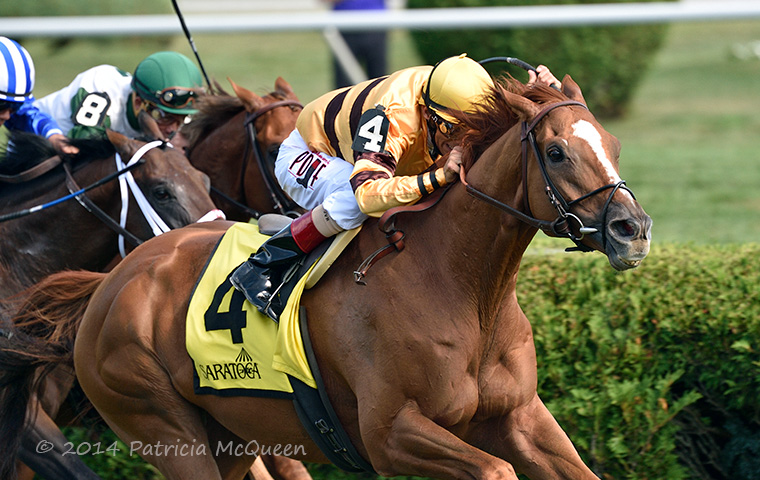 Wise Dan stars at Saratoga in his final season, winning the Bernard Baruch in 2014. Photo: Patricia McQueen