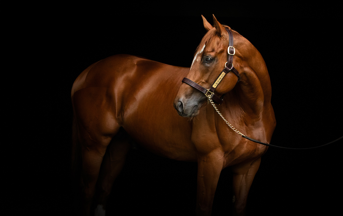 Classic winner Chaldean’s stud fee is unchanged at £25,000. Photo: Marina Cano / Juddmonte