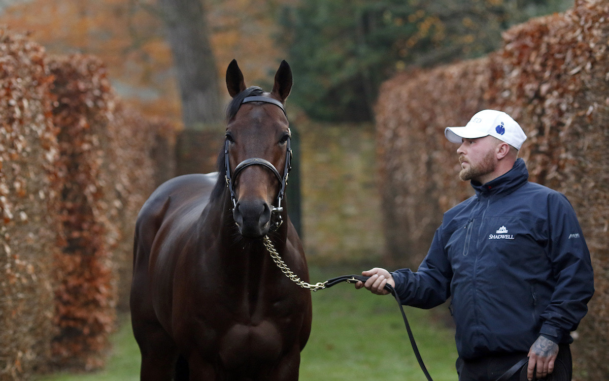 Baaeed: Goliath’s dam Gouache is offered in-foal to the Shadwell stallion. Photo: Steven Cargill / Racingfotos.com for IFHA