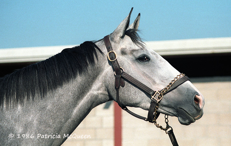 Lady’s Secret: Secretariat’s daughter was 1986 Horse of the Year. Photo: Patricia McQueen