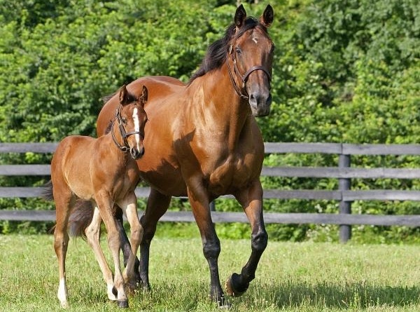 Safely Kept with one of her foals at Burleson Farms in Kentucky. (Barbara Livingston photo)