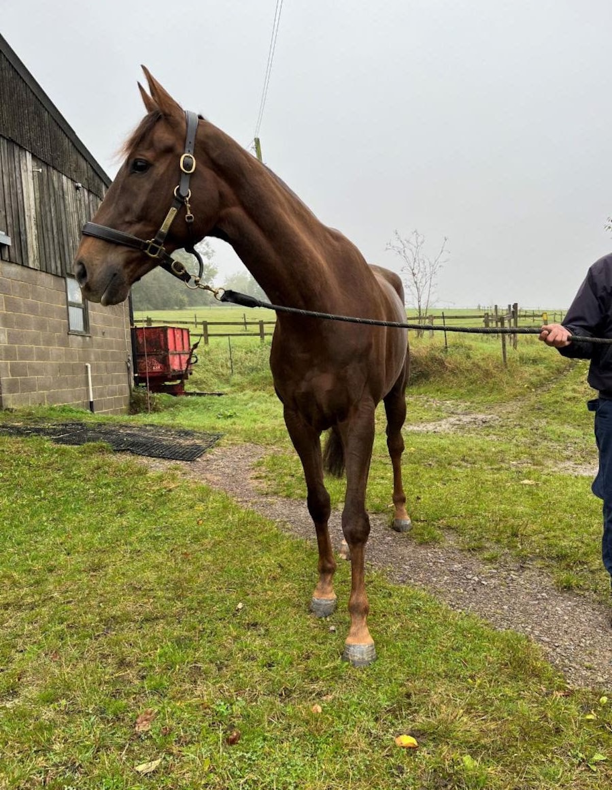 Lord Sparky: a special horse for Huntingdon. Photo: Huntingdon Racecourse / Jockey Club