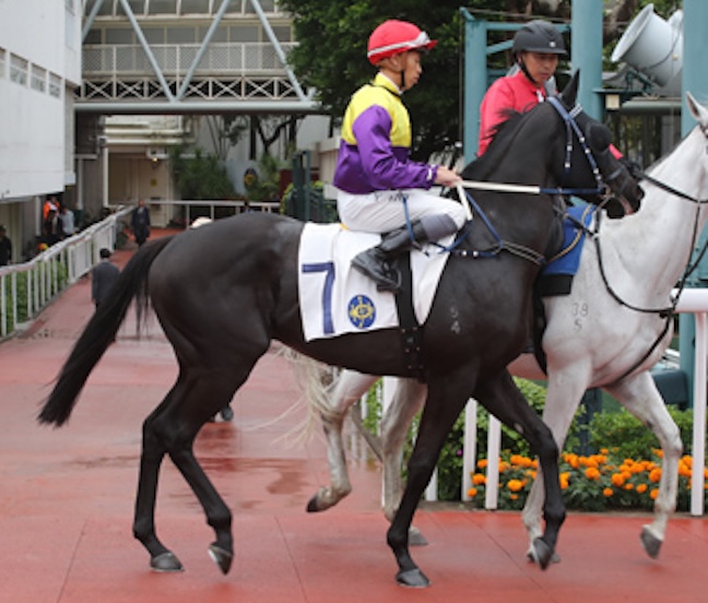 Former life: Come On Wongchoy won once in 21 races. Photo: HKJC