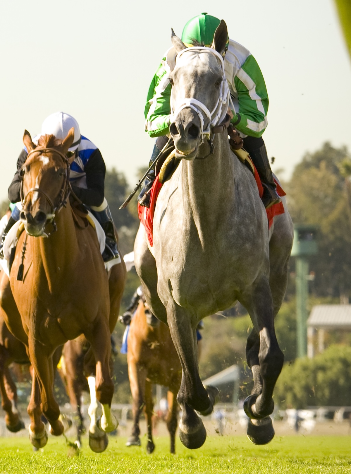 Opponents spent a lot of miles chasing the dappled gray. (Benoit photo)