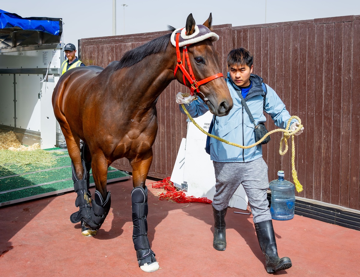 Romantic Warrior shortly after his arrival in Dubai. Photo: Dubai Racing Club