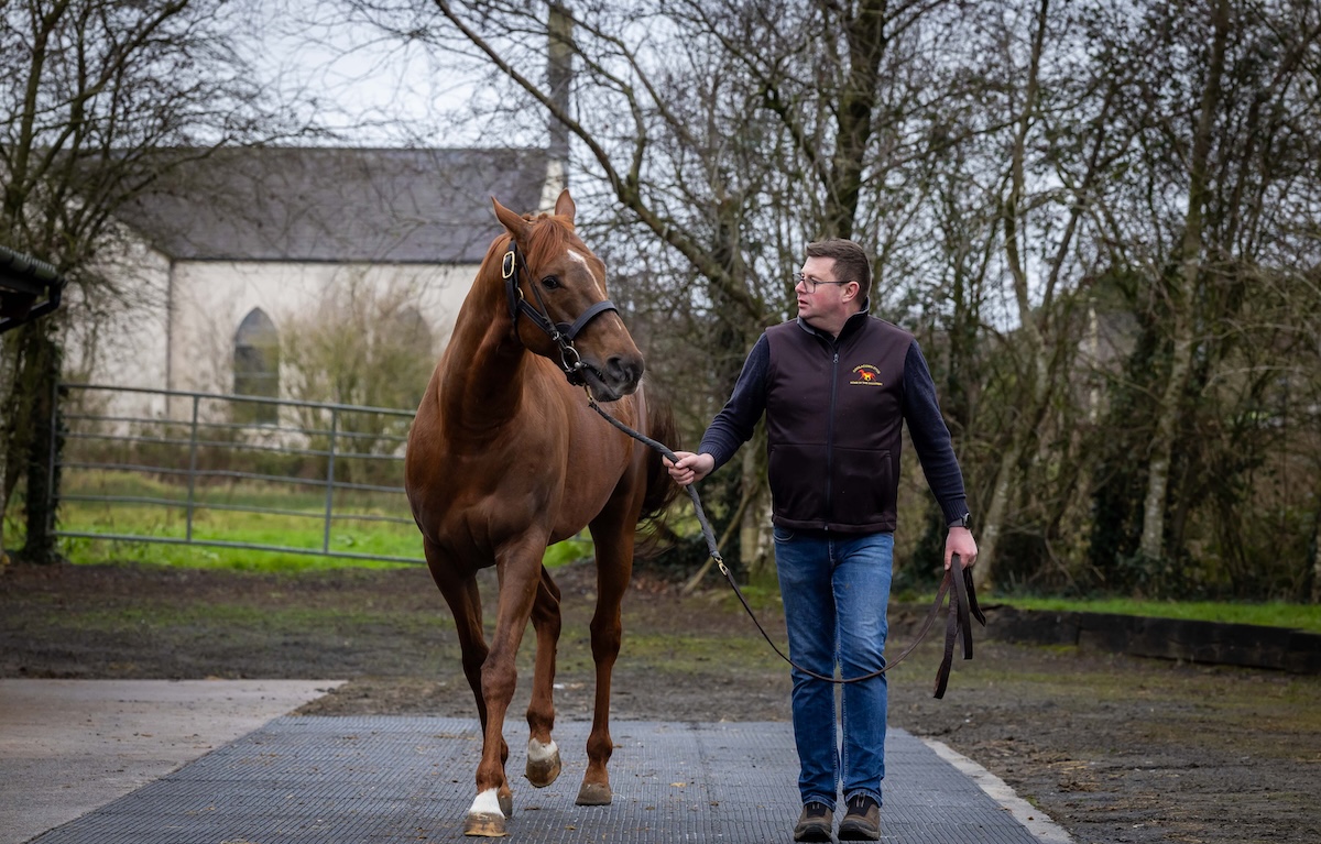 Kenway at Coolagawn: ‘The Stallion Trail’s a brilliant initiative,’ says the stud’s Davey Stack. Photo: Morgan Treacy