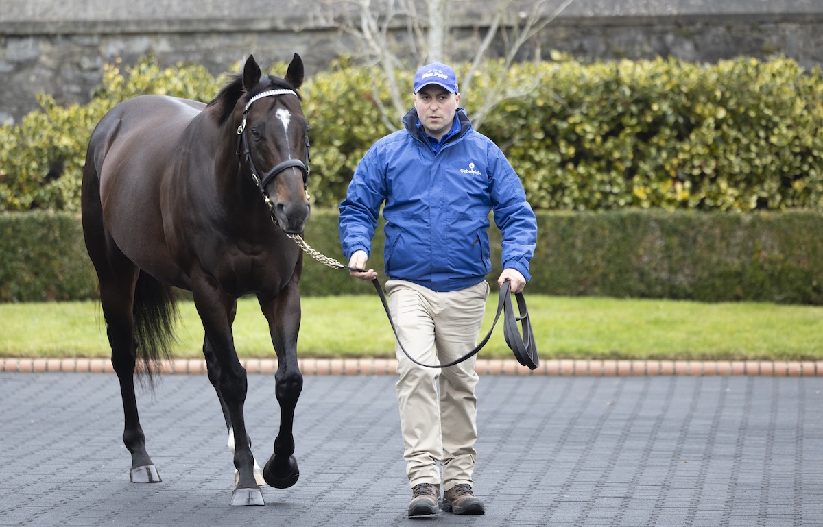 Blue Point: leading young sire will be available to view at Kildangan. Photo: Patrick McCann