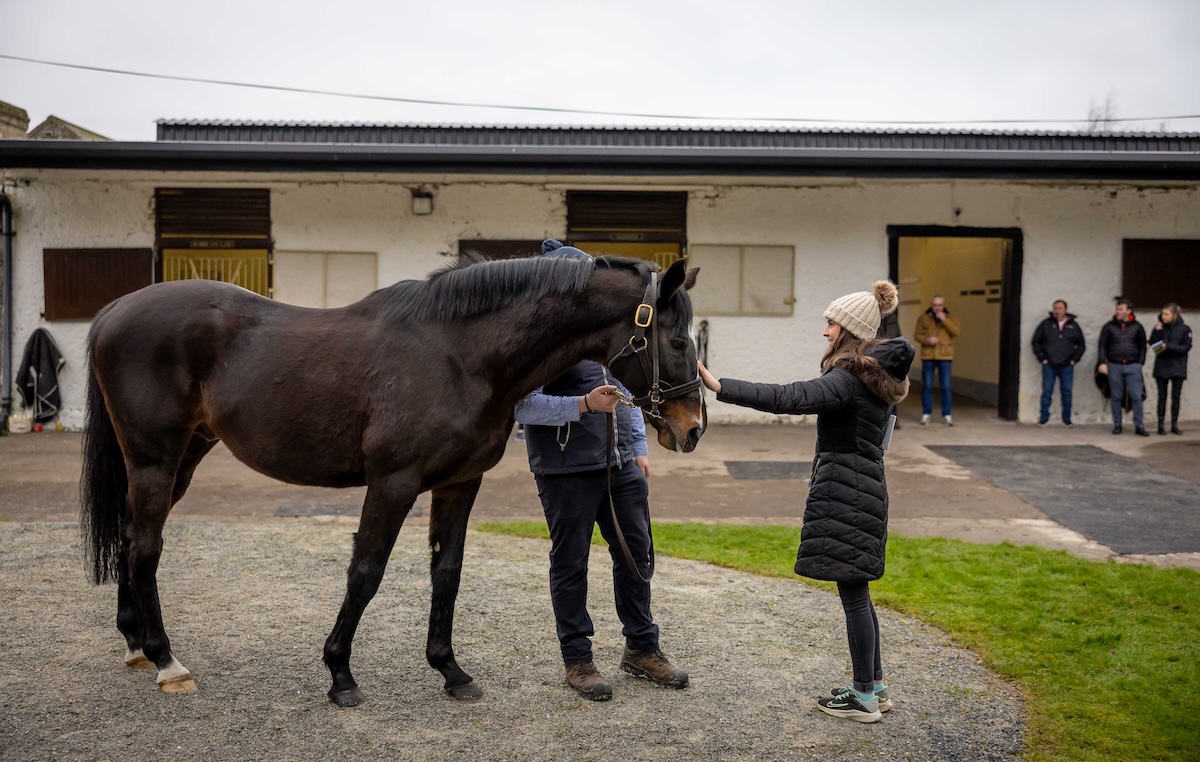 Walk In The Park: top jumps stallion meets an admirer at Grange Stud. Photo: Morgan Treacy